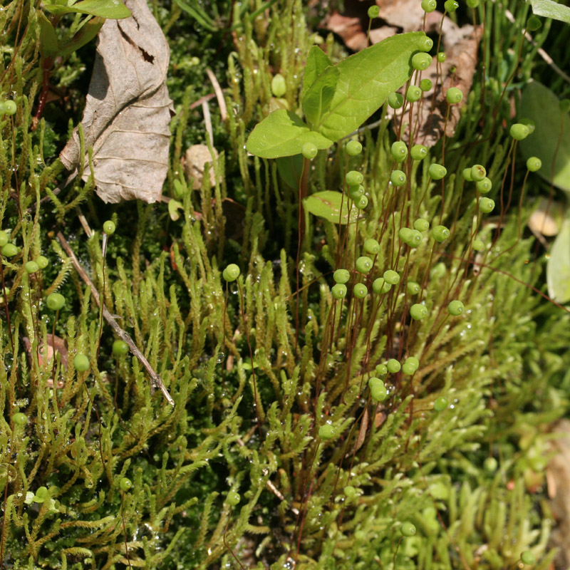 Philonotis fontana var. fontana
